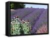 Lavender Field and Poppies, Sequim, Olympic National Park, Washington, USA-Charles Sleicher-Framed Stretched Canvas