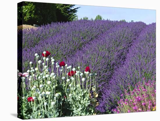 Lavender Field and Poppies, Sequim, Olympic National Park, Washington, USA-Charles Sleicher-Stretched Canvas