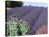 Lavender Field and Poppies, Sequim, Olympic National Park, Washington, USA-Charles Sleicher-Stretched Canvas