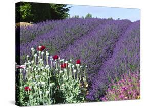 Lavender Field and Poppies, Sequim, Olympic National Park, Washington, USA-Charles Sleicher-Stretched Canvas