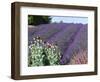 Lavender Field and Poppies, Sequim, Olympic National Park, Washington, USA-Charles Sleicher-Framed Photographic Print