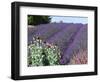 Lavender Field and Poppies, Sequim, Olympic National Park, Washington, USA-Charles Sleicher-Framed Photographic Print