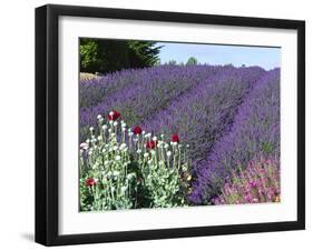 Lavender Field and Poppies, Sequim, Olympic National Park, Washington, USA-Charles Sleicher-Framed Photographic Print