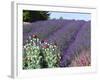 Lavender Field and Poppies, Sequim, Olympic National Park, Washington, USA-Charles Sleicher-Framed Photographic Print