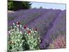 Lavender Field and Poppies, Sequim, Olympic National Park, Washington, USA-Charles Sleicher-Mounted Photographic Print