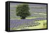 Lavender Field and Tree-Dana Styber-Framed Stretched Canvas