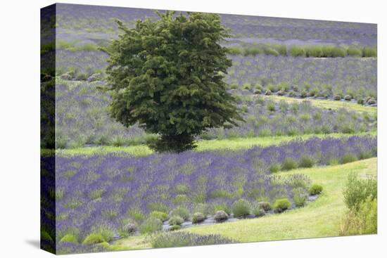 Lavender Field and Tree-Dana Styber-Stretched Canvas
