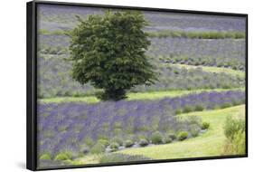 Lavender Field and Tree-Dana Styber-Framed Photographic Print