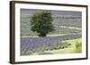 Lavender Field and Tree-Dana Styber-Framed Photographic Print