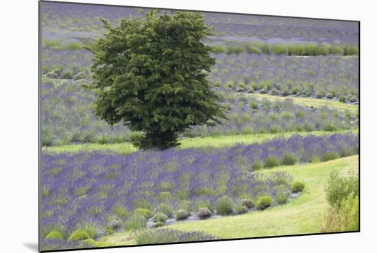 Lavender Field and Tree-Dana Styber-Mounted Photographic Print