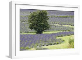 Lavender Field and Tree-Dana Styber-Framed Photographic Print