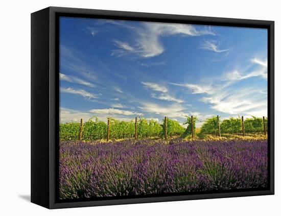 Lavender Field and Vineyard, Walla Walla, Washington, USA-Richard Duval-Framed Stretched Canvas