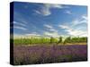 Lavender Field and Vineyard, Walla Walla, Washington, USA-Richard Duval-Stretched Canvas