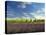 Lavender Field and Vineyard, Walla Walla, Washington, USA-Richard Duval-Stretched Canvas