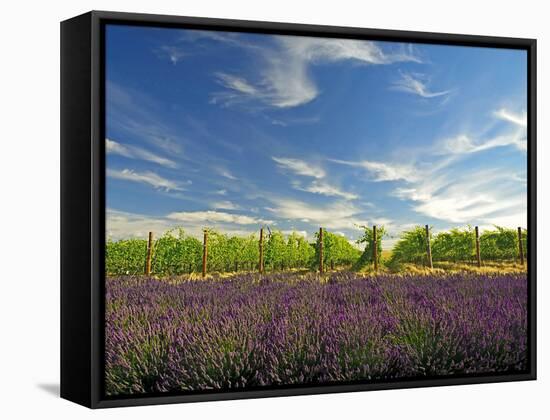 Lavender Field and Vineyard, Walla Walla, Washington, USA-Richard Duval-Framed Stretched Canvas