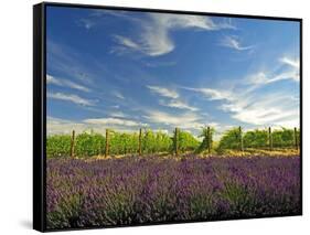 Lavender Field and Vineyard, Walla Walla, Washington, USA-Richard Duval-Framed Stretched Canvas