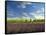 Lavender Field and Vineyard, Walla Walla, Washington, USA-Richard Duval-Framed Stretched Canvas