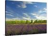 Lavender Field and Vineyard, Walla Walla, Washington, USA-Richard Duval-Stretched Canvas