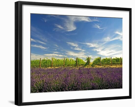 Lavender Field and Vineyard, Walla Walla, Washington, USA-Richard Duval-Framed Premium Photographic Print