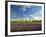 Lavender Field and Vineyard, Walla Walla, Washington, USA-Richard Duval-Framed Premium Photographic Print