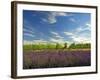 Lavender Field and Vineyard, Walla Walla, Washington, USA-Richard Duval-Framed Premium Photographic Print