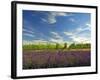 Lavender Field and Vineyard, Walla Walla, Washington, USA-Richard Duval-Framed Premium Photographic Print