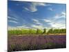 Lavender Field and Vineyard, Walla Walla, Washington, USA-Richard Duval-Mounted Premium Photographic Print