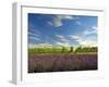 Lavender Field and Vineyard, Walla Walla, Washington, USA-Richard Duval-Framed Photographic Print