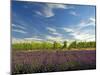 Lavender Field and Vineyard, Walla Walla, Washington, USA-Richard Duval-Mounted Photographic Print