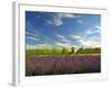 Lavender Field and Vineyard, Walla Walla, Washington, USA-Richard Duval-Framed Photographic Print