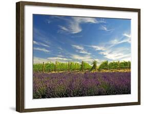 Lavender Field and Vineyard, Walla Walla, Washington, USA-Richard Duval-Framed Photographic Print