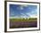 Lavender Field and Vineyard, Walla Walla, Washington, USA-Richard Duval-Framed Photographic Print