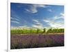 Lavender Field and Vineyard, Walla Walla, Washington, USA-Richard Duval-Framed Photographic Print