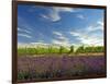 Lavender Field and Vineyard, Walla Walla, Washington, USA-Richard Duval-Framed Photographic Print