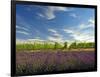 Lavender Field and Vineyard, Walla Walla, Washington, USA-Richard Duval-Framed Photographic Print