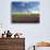 Lavender Field and Vineyard, Walla Walla, Washington, USA-Richard Duval-Photographic Print displayed on a wall