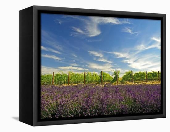 Lavender Field and Vineyard, Walla Walla, Washington, USA-Richard Duval-Framed Stretched Canvas