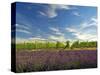 Lavender Field and Vineyard, Walla Walla, Washington, USA-Richard Duval-Stretched Canvas