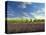 Lavender Field and Vineyard, Walla Walla, Washington, USA-Richard Duval-Stretched Canvas