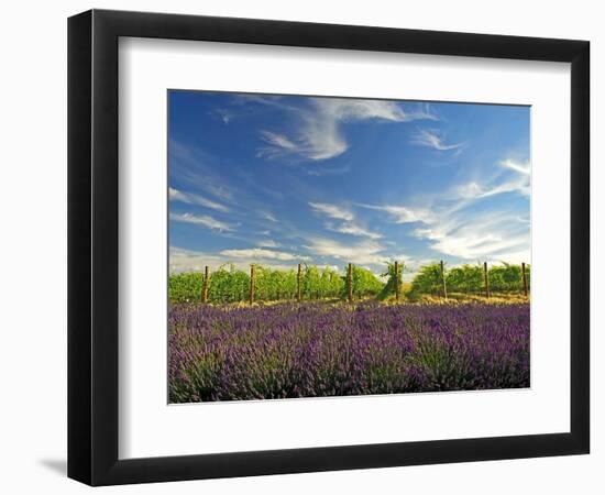 Lavender Field and Vineyard, Walla Walla, Washington, USA-Richard Duval-Framed Photographic Print