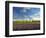 Lavender Field and Vineyard, Walla Walla, Washington, USA-Richard Duval-Framed Photographic Print