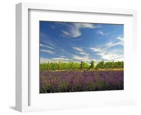 Lavender Field and Vineyard, Walla Walla, Washington, USA-Richard Duval-Framed Photographic Print