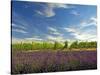 Lavender Field and Vineyard, Walla Walla, Washington, USA-Richard Duval-Stretched Canvas