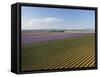 Lavender Field around Valensole-Guido Cozzi-Framed Stretched Canvas