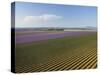 Lavender Field around Valensole-Guido Cozzi-Stretched Canvas