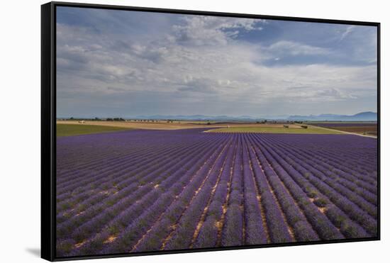 Lavender Field around Valensole-Guido Cozzi-Framed Stretched Canvas