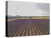 Lavender Field around Valensole-Guido Cozzi-Stretched Canvas