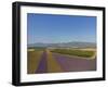 Lavender Field around Valensole-Guido Cozzi-Framed Photographic Print