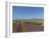 Lavender Field around Valensole-Guido Cozzi-Framed Photographic Print