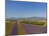 Lavender Field around Valensole-Guido Cozzi-Mounted Photographic Print